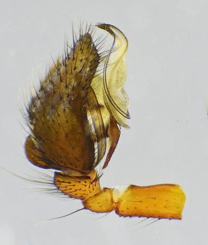 Réf. 215 941 : Frontinellina frutetorum